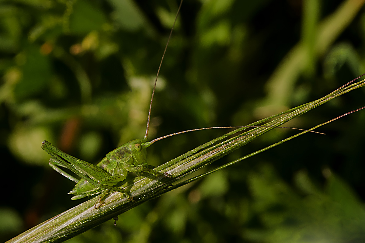 ninfa di Tettigonia sp.